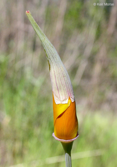 Image of California poppy