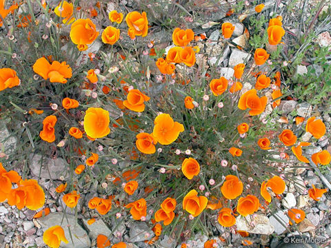 Image of California poppy