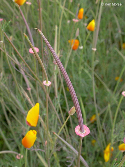 Imagem de Eschscholzia californica Cham.