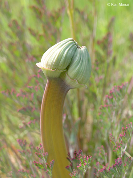 Image of California poppy