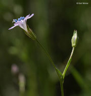 Image of California gilia