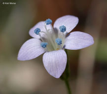 Image of California gilia