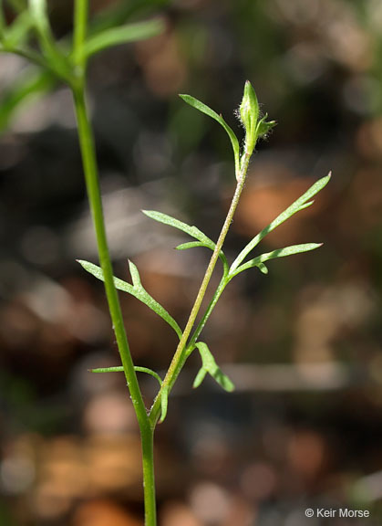 Image of California gilia