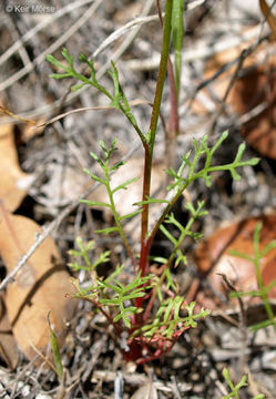 Image of California gilia