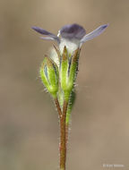 Image of chaparral gilia