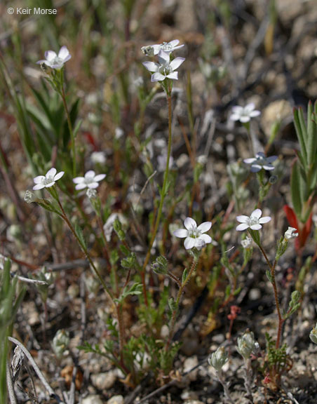 Image of chaparral gilia