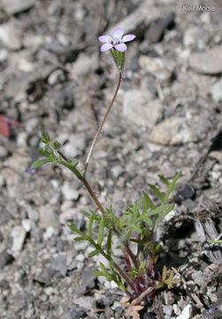 Image of purplespot gilia