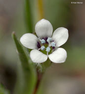 Image of purplespot gilia