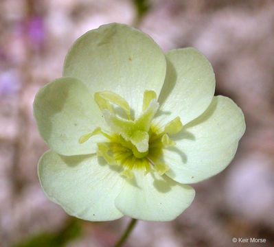 Image of <i>Hesperomecon linearis</i>