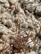 Image of <i>Hesperomecon linearis</i>