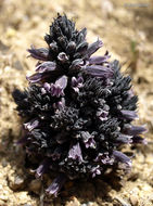 Image of chaparral broomrape