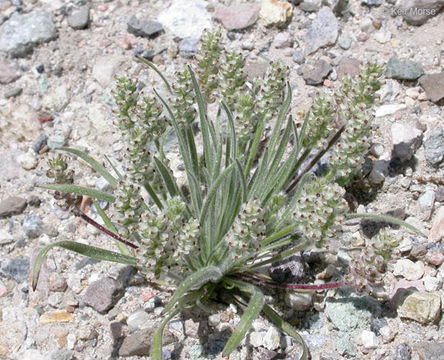 Plantago erecta Morris的圖片