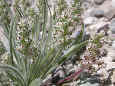 Plantago erecta Morris的圖片