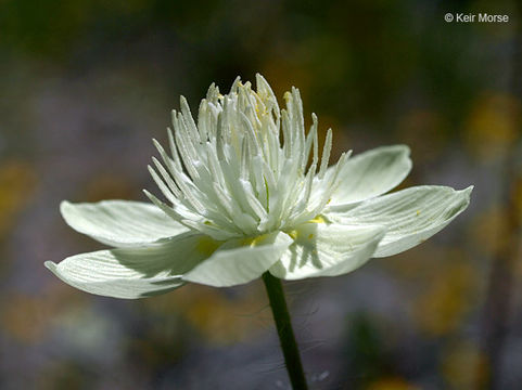 Image of Platystemon californicus Benth.