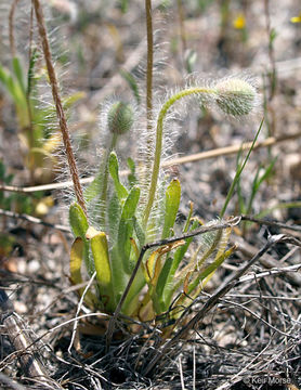 Image of Platystemon californicus Benth.