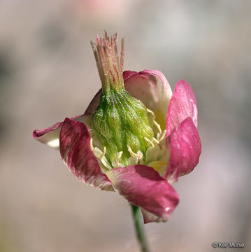 Image of Platystemon californicus Benth.