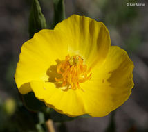 Image of tree poppy