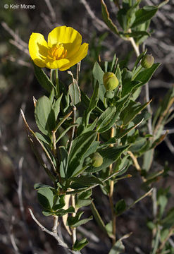 Image of tree poppy