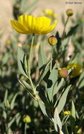 Image of tree poppy