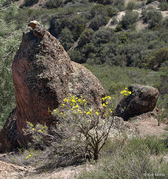 Image of tree poppy