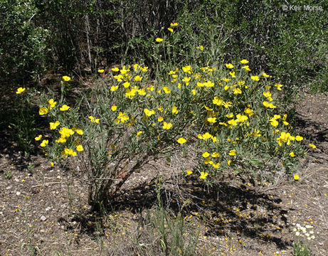 Image of tree poppy