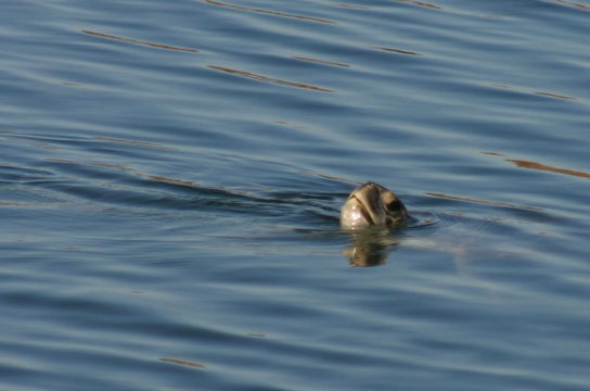 Plancia ëd Chelonia mydas (Linnaeus 1758)