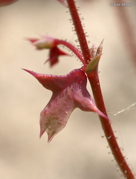 Image of red triangles