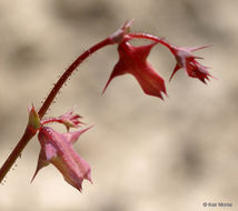 Image of red triangles