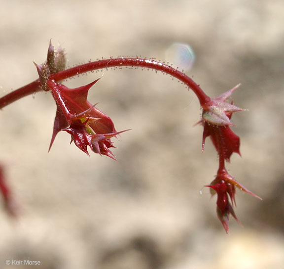 Centrostegia thurberi A. Gray ex Benth.的圖片