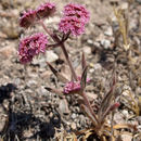 Image de Chorizanthe douglasii Benth.