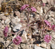 Image of Douglas' spineflower