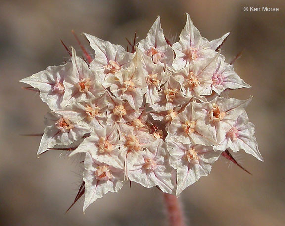 Image of Douglas' spineflower