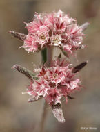 Image of pink spineflower