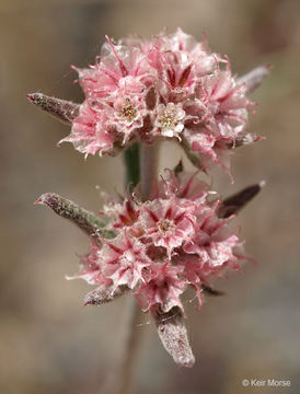 Image de Chorizanthe membranacea Benth.