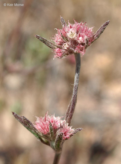 Image of pink spineflower