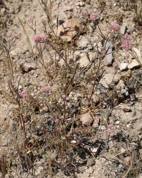 Image of pink spineflower