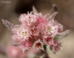 Image of pink spineflower