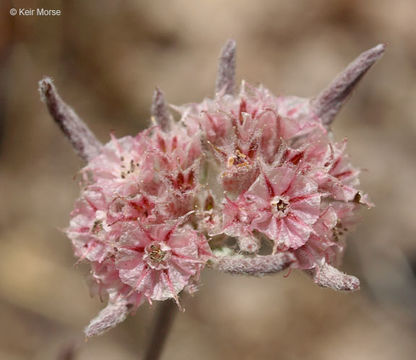 Image of pink spineflower