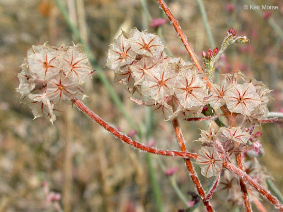 Image of pink spineflower