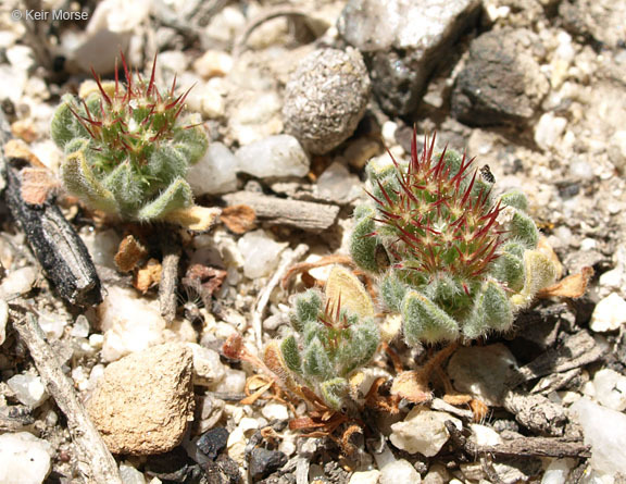 Image of oneawn spineflower