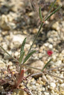 Image of anglestem buckwheat