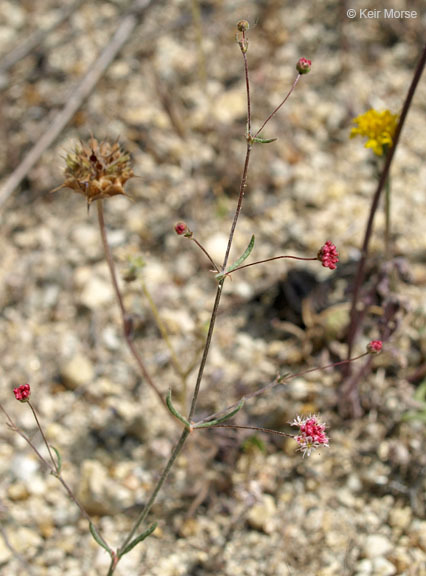 Image of anglestem buckwheat