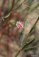 Image of anglestem buckwheat