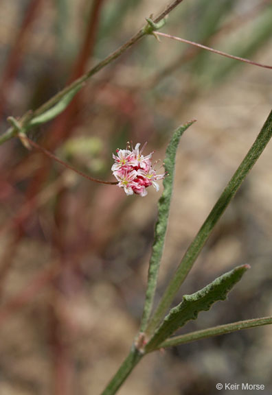 Image of anglestem buckwheat