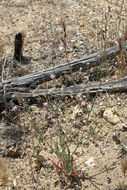 Image of anglestem buckwheat