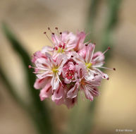 Image of anglestem buckwheat