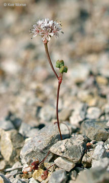 Image of Pinnacles buckwheat