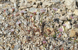 Image of Pinnacles buckwheat