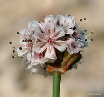 Image of Pinnacles buckwheat