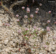 Image of Pinnacles buckwheat